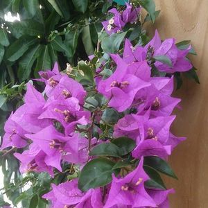 Meet your Posher, Anabela